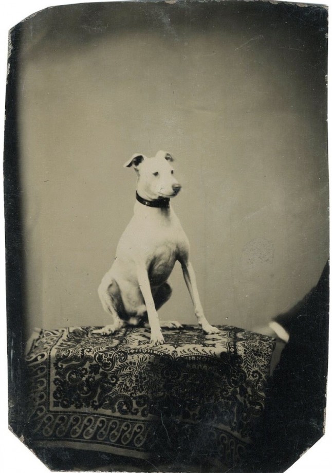 photo-chien-ancienne-31