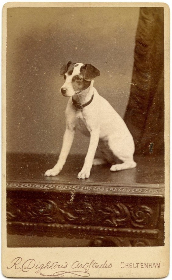 photo-chien-ancienne-33