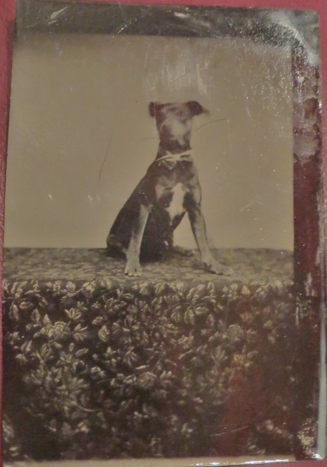 photo-chien-ancienne-36