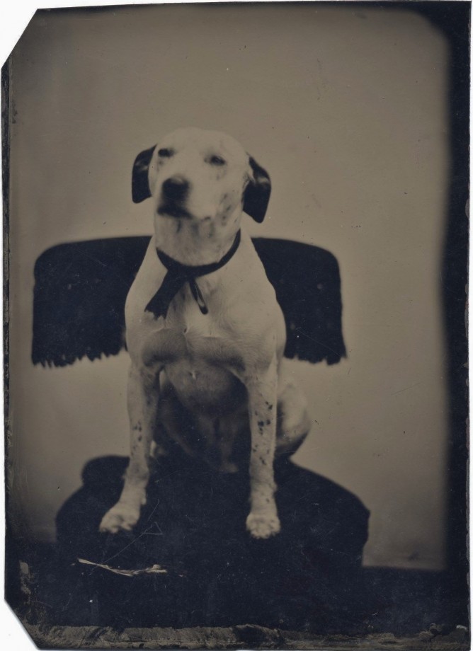photo-chien-ancienne-38