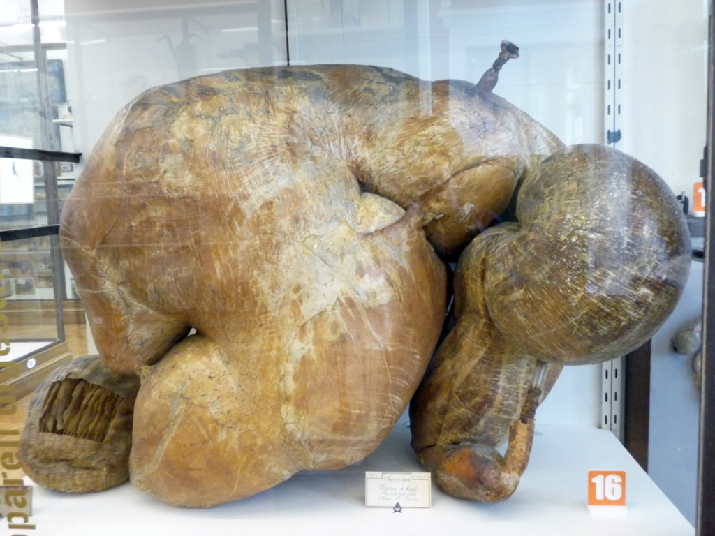 Estomac_de_boeuf-Musée_Fragonard