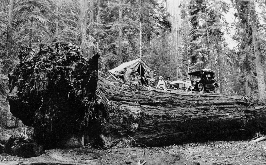 camping-arbre-foret-sequoia