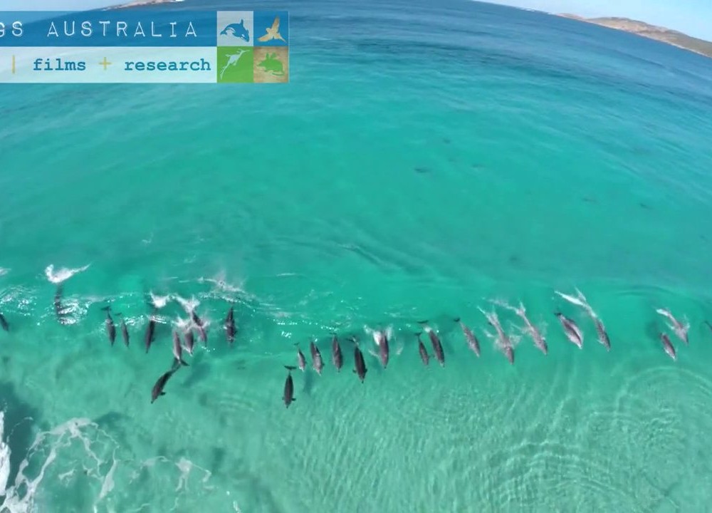 Des dauphins qui font du surf