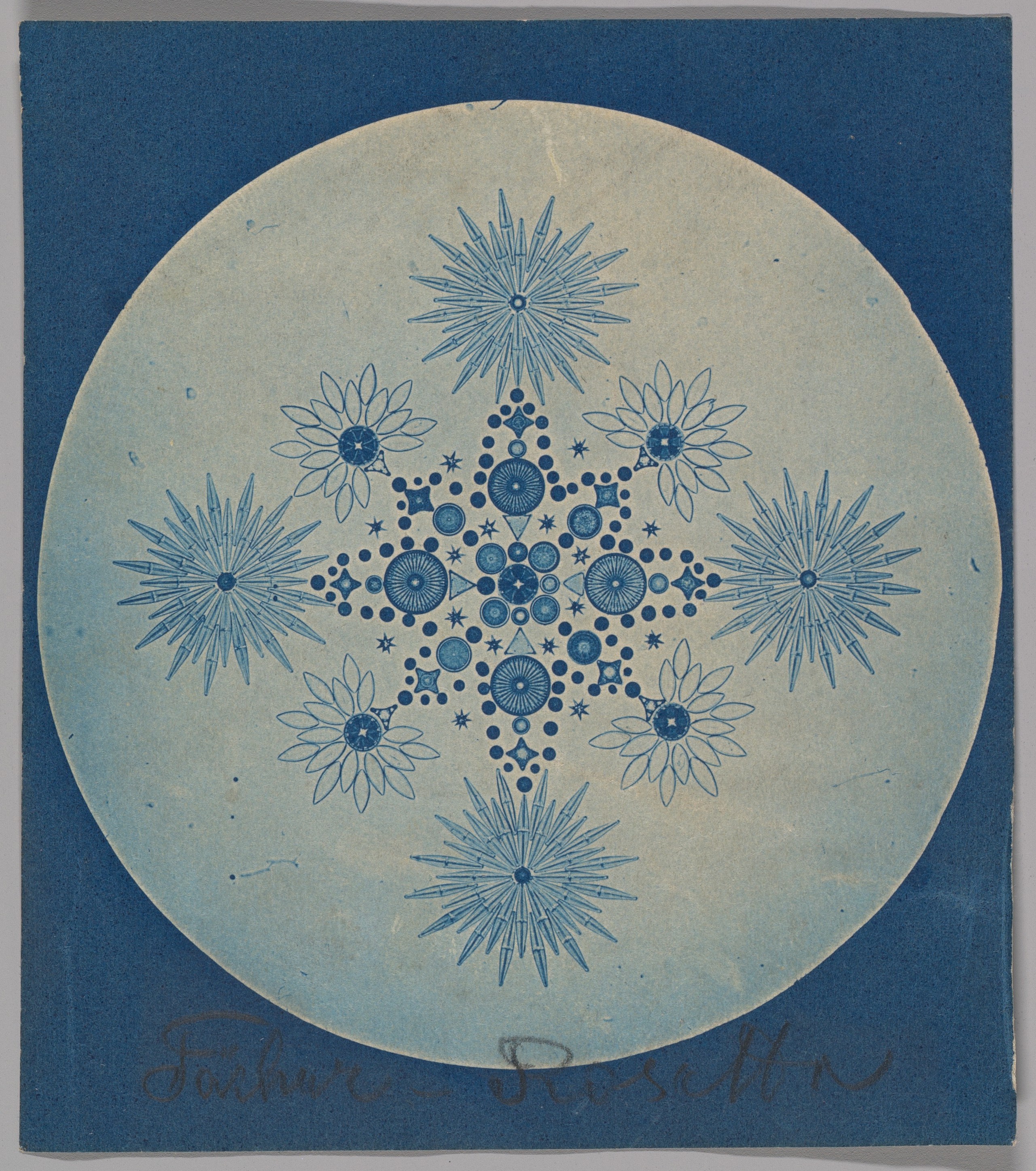Frustules de diatomées – 1870