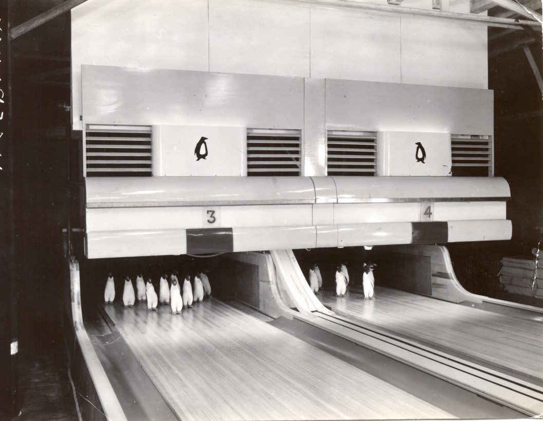bowling-antartica