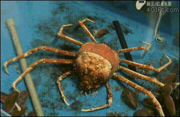 gif-anime-37