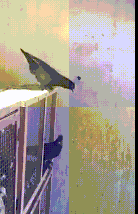 gif-animev2-03