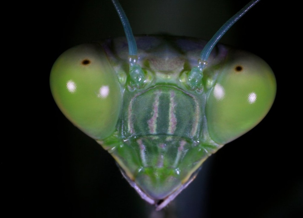 Regardez des insectes dans les yeux