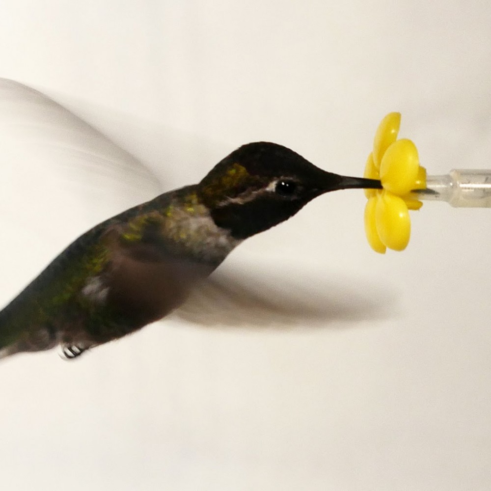 Un colibri dans une soufflerie
