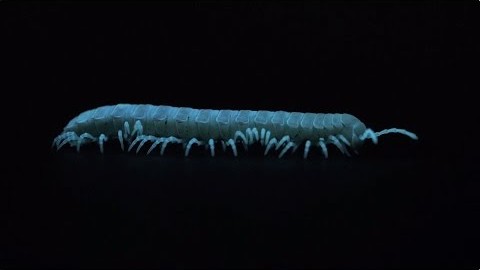 Le Motyxia : un mille-pattes bioluminescent