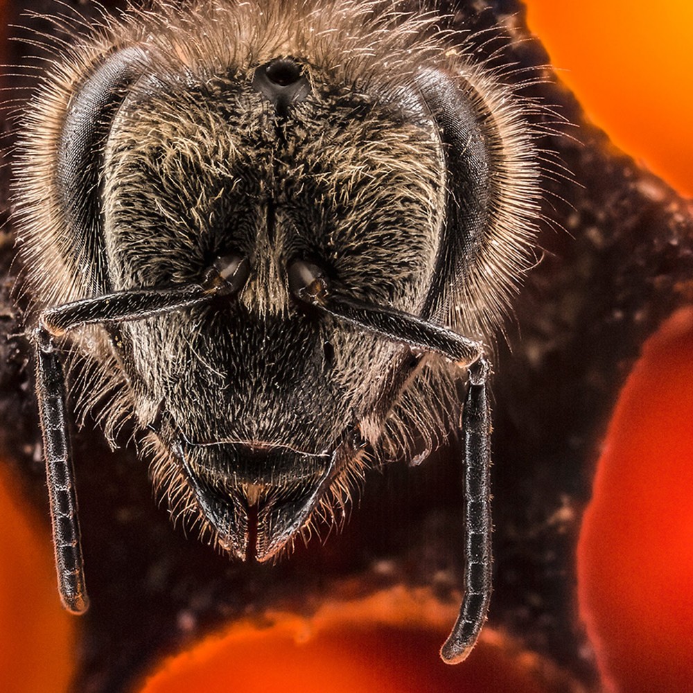 Les 21 premiers jours d’une vie d’abeille