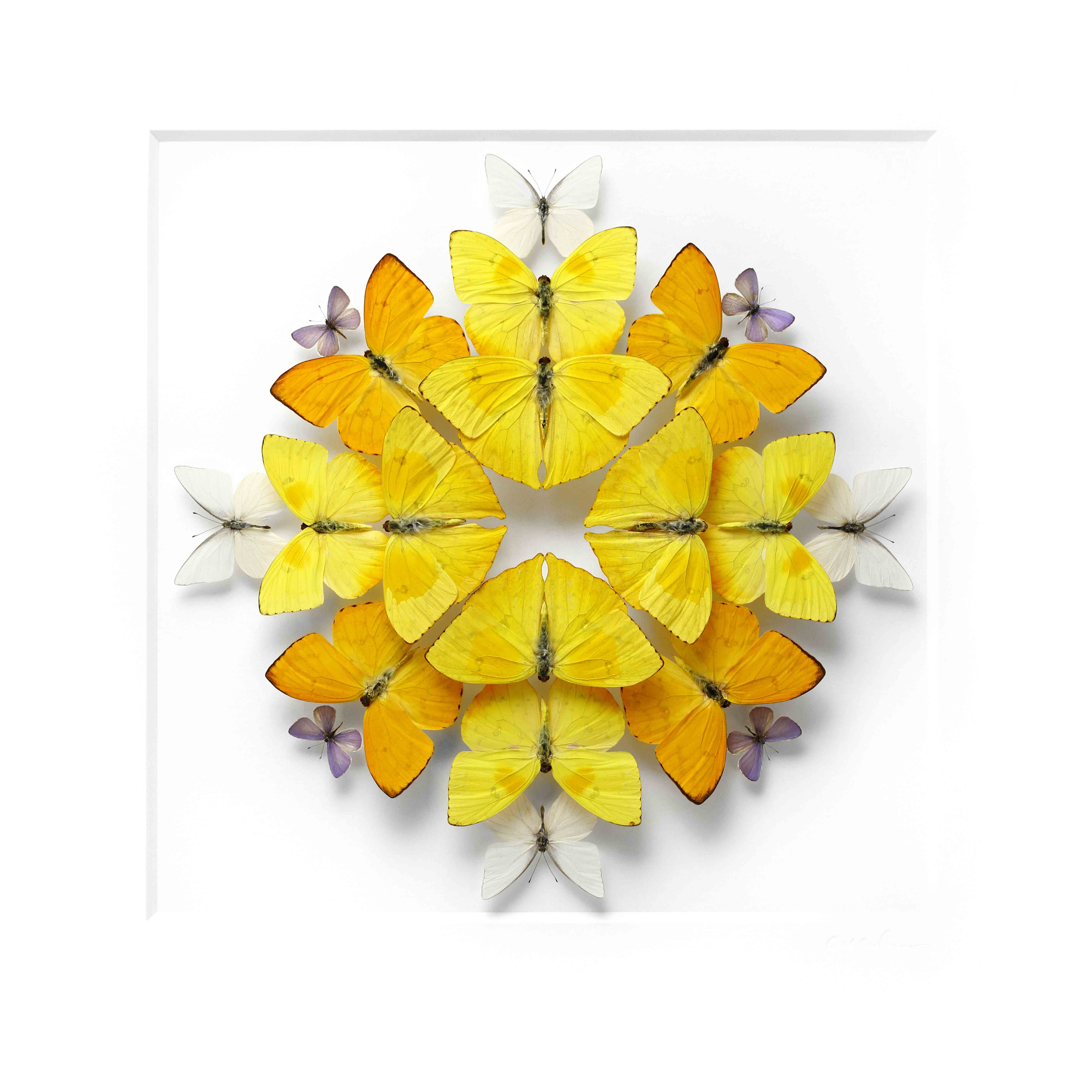 mosaique-insecte-03