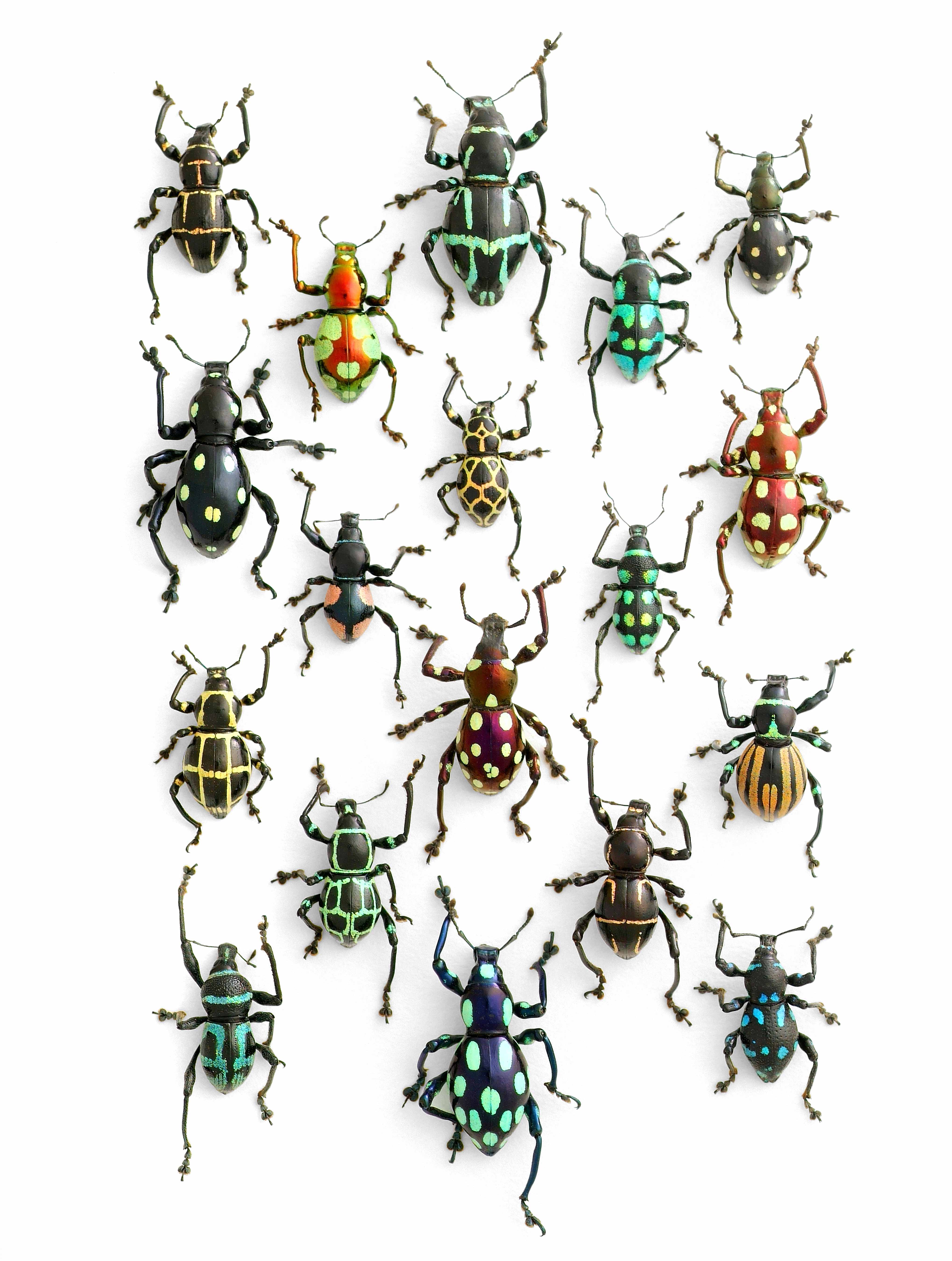 mosaique-insecte-04