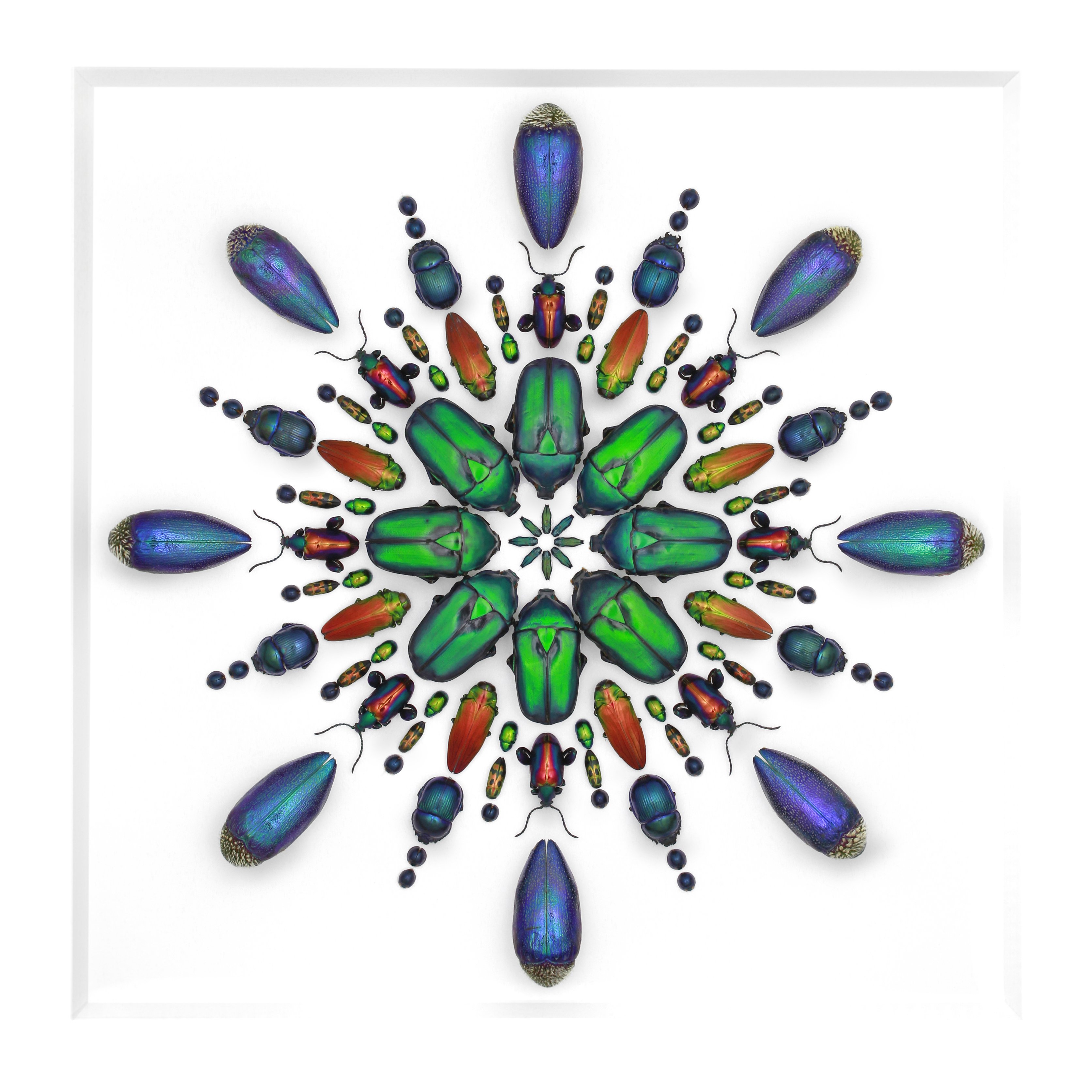 mosaique-insecte-05