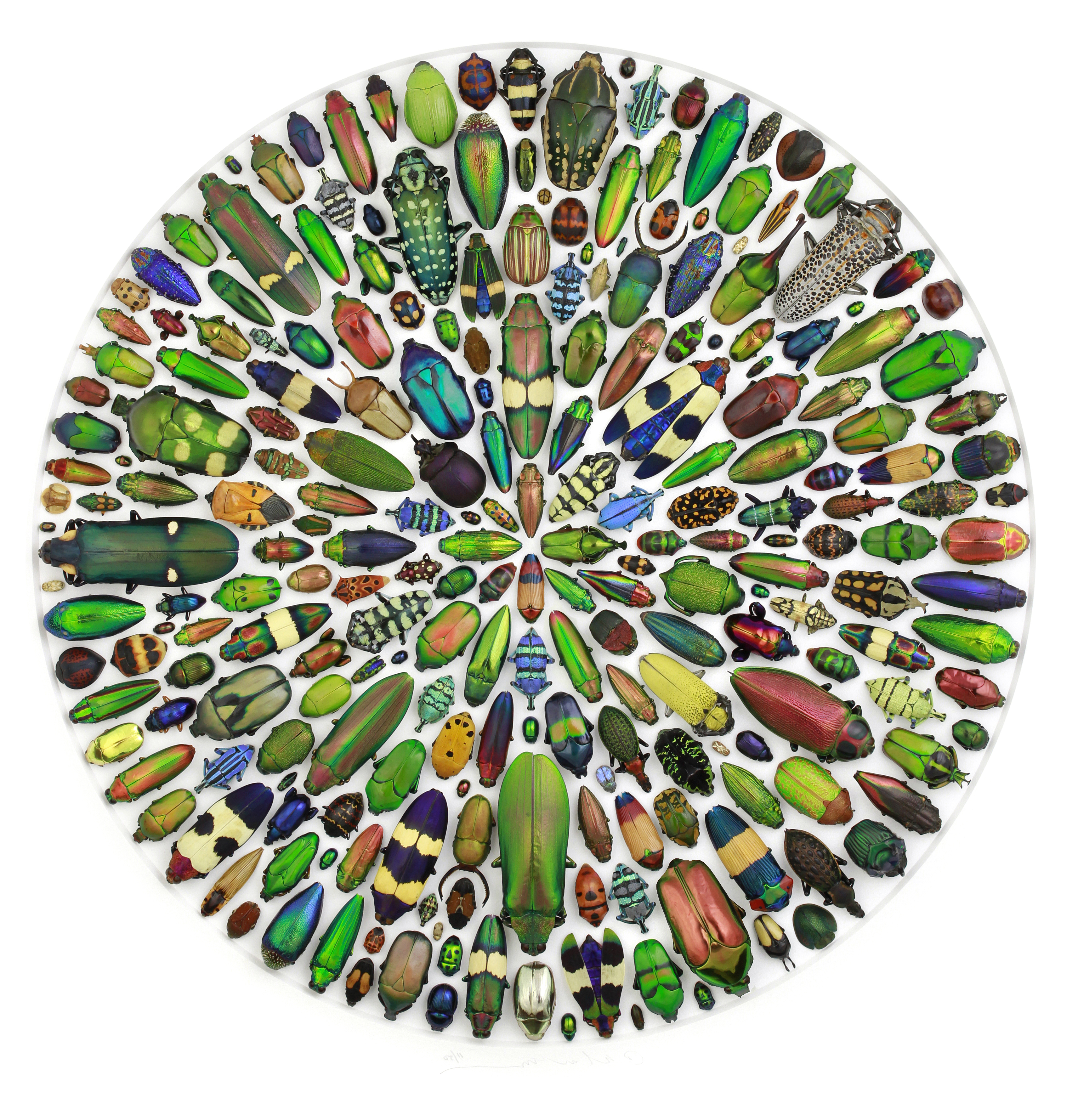 mosaique-insecte-06