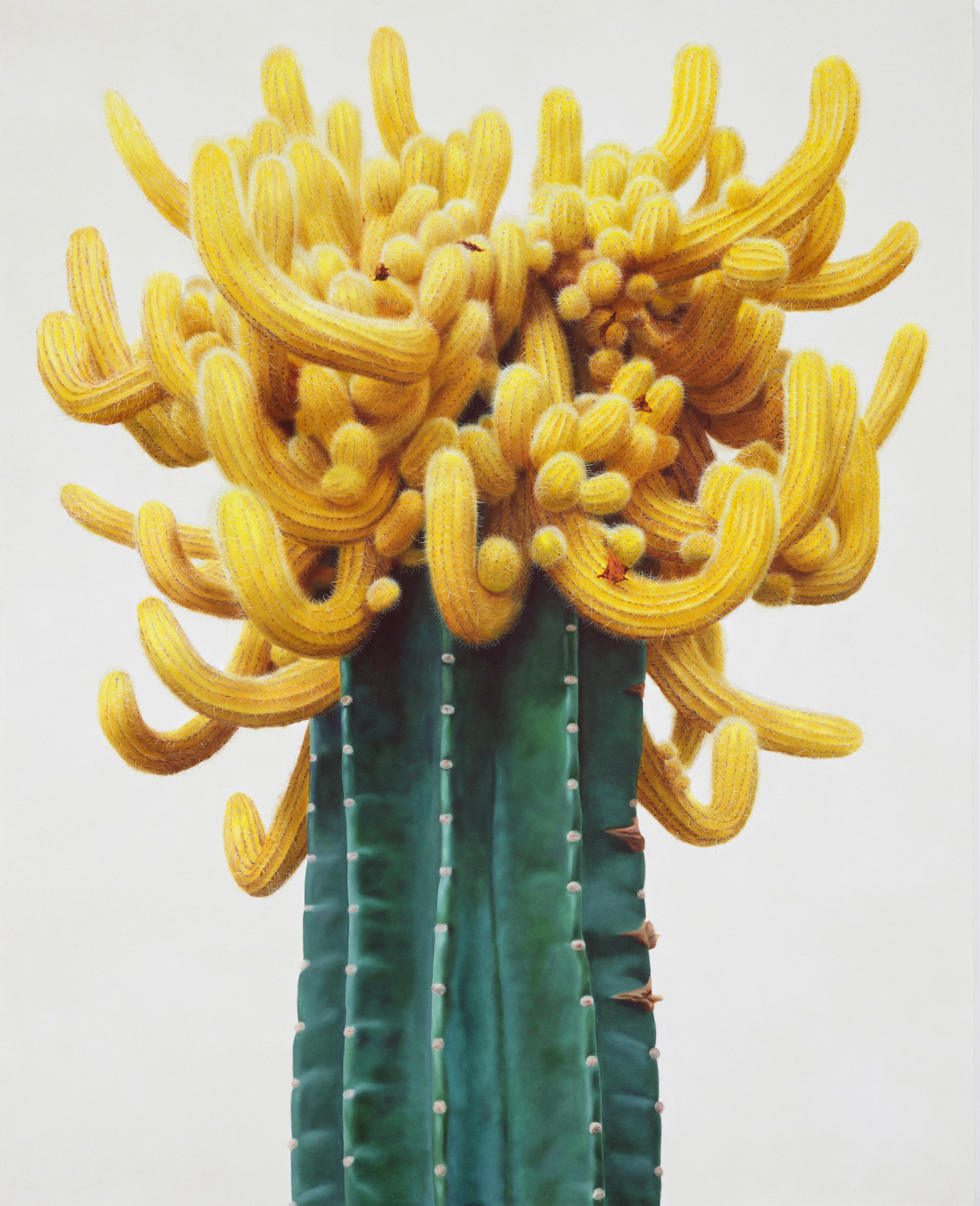 Des peintures de cactus réalistes