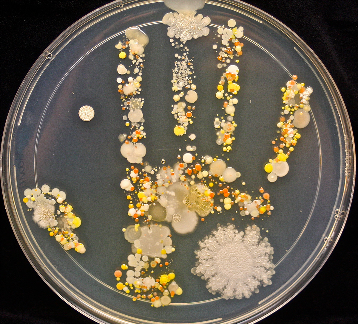 Les bactéries d’une main d’enfant