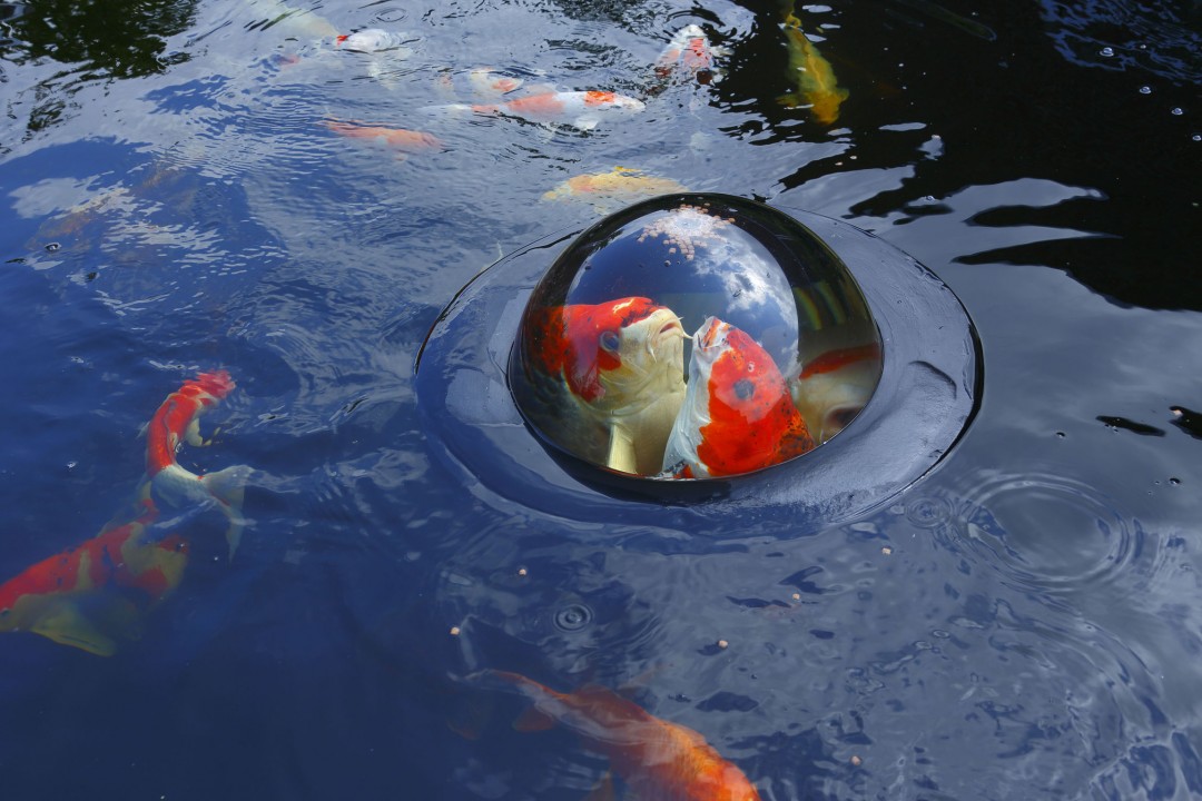 dome-poisson-02
