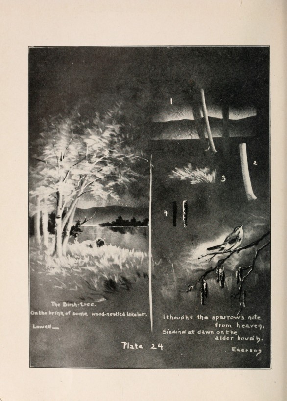 guide-dessin-craie-tableau-noir-24