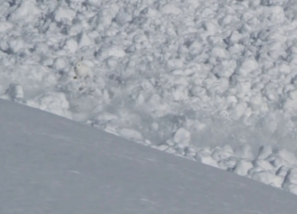 Les lapins flottent sur les avalanches