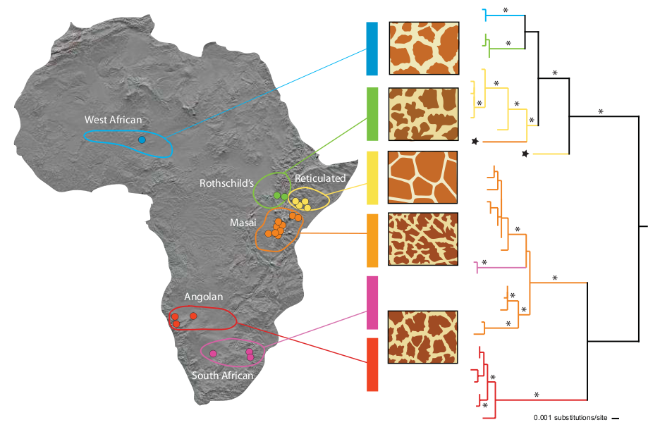 La répartition géographique des motifs de girafes