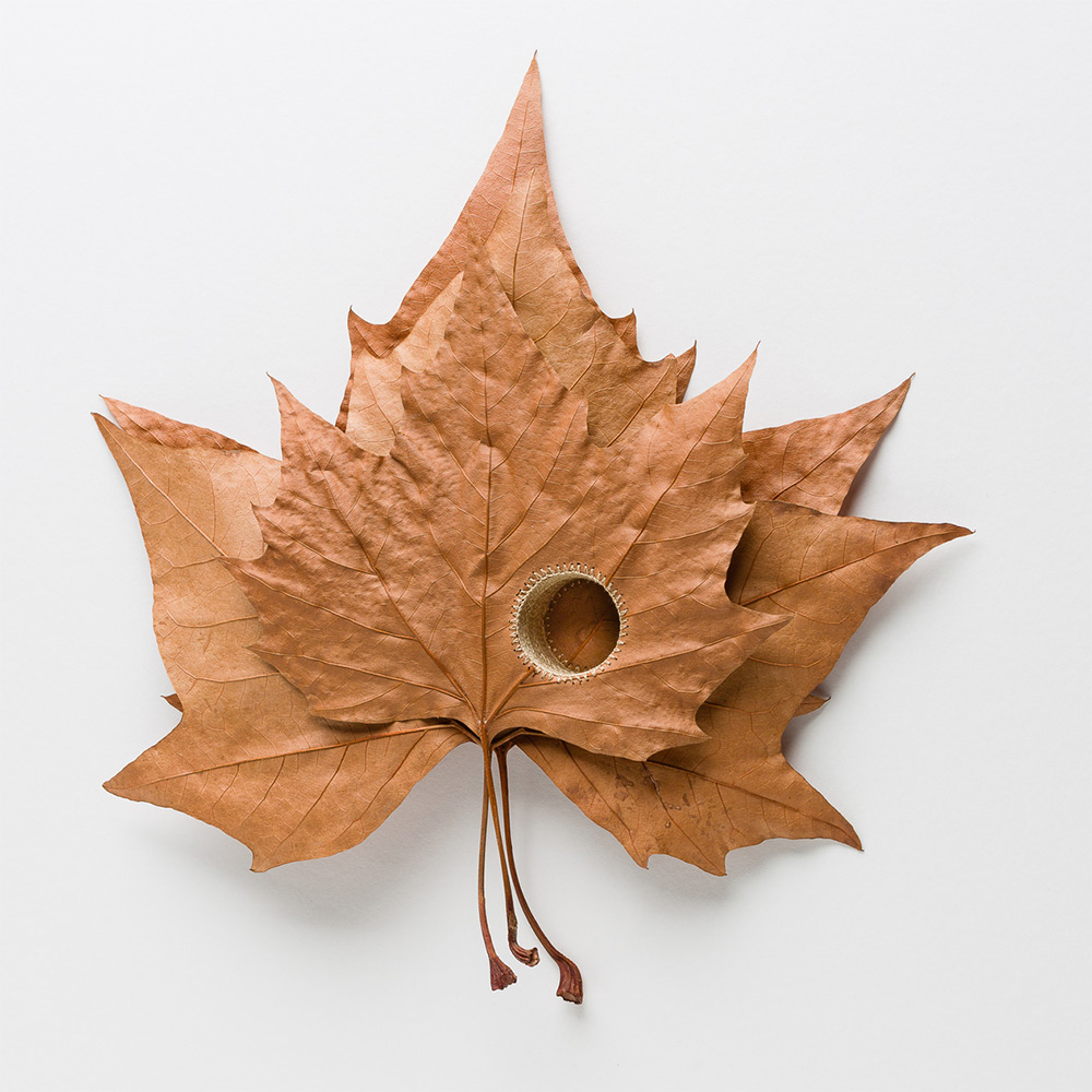 Des délicates sculptures en feuilles mortes