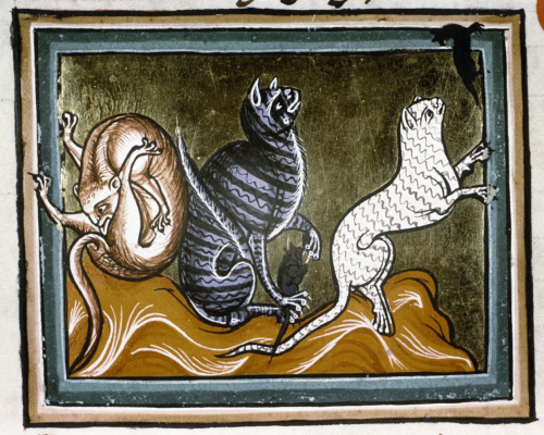 chat-medieval-leche-fesse-03