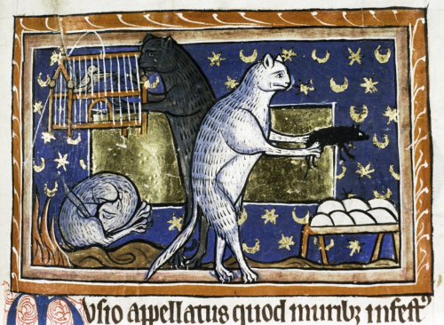 chat-medieval-leche-fesse-04