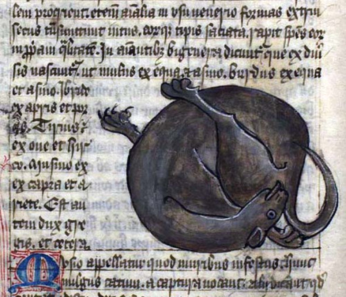 chat-medieval-leche-fesse-06