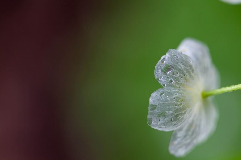 fleur-transparente-pluie-eau-blanche-02