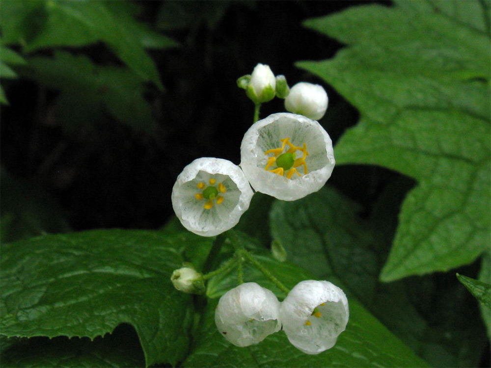 fleur-transparente-pluie-eau-blanche-05