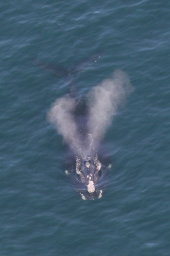 Eubalaena - Vraie baleine ( Right Whale )