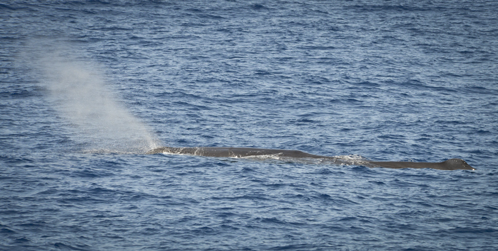 Grand cachalot ( Sperm Whale )