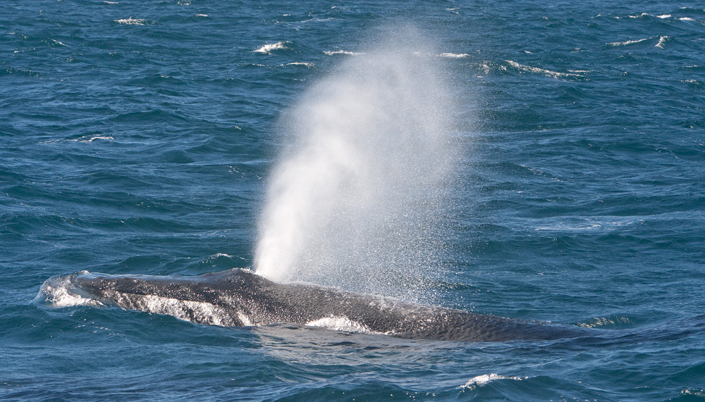 Baleine à bosse ( Humpback Whale )