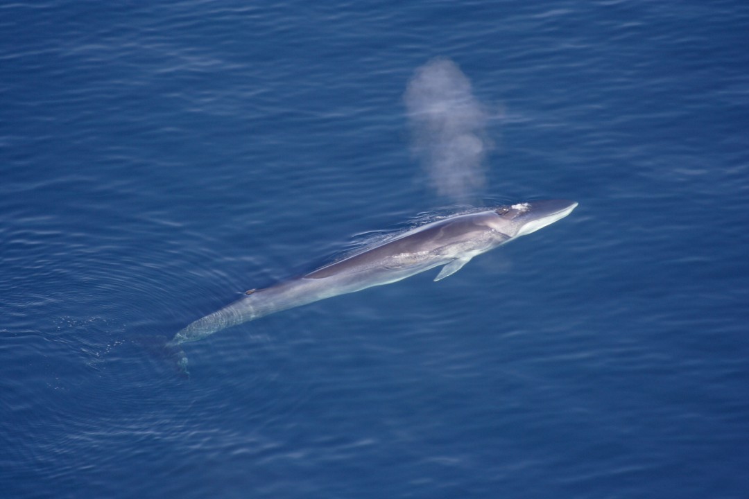Rorqual commun ( Fin Whale )