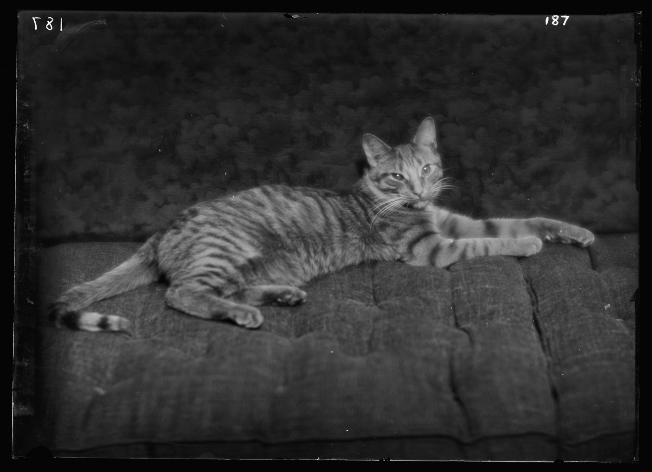 02-arnold-genthe-buzzer-chat-Buzzer-the-cat