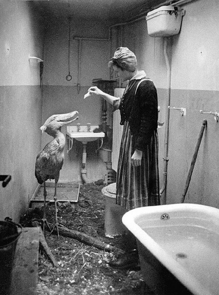 [Mystère #179] Une soigneuse du zoo de Berlin recueille un oiseau dans sa salle de bain en 1943