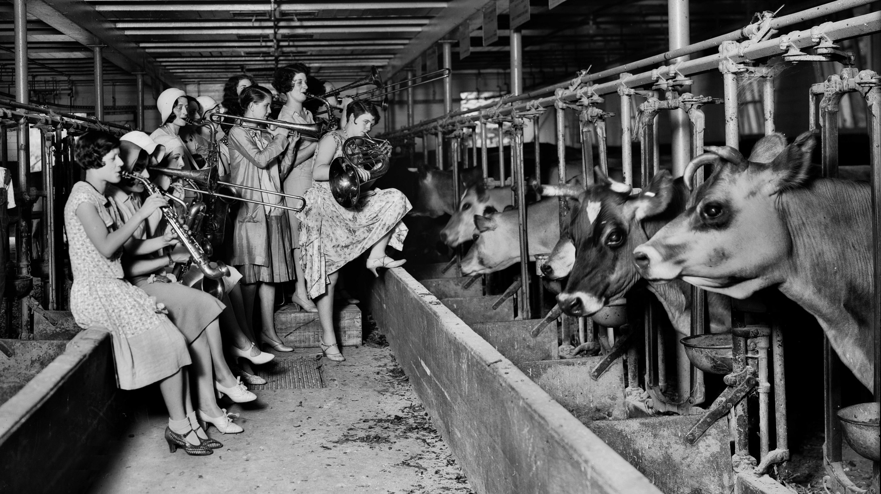 [Mystère n°180] Les Ingénues jouent du jazz pour des vaches