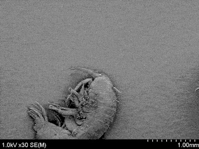 Zoom sur une bactérie sur une diatomée sur un amphipode