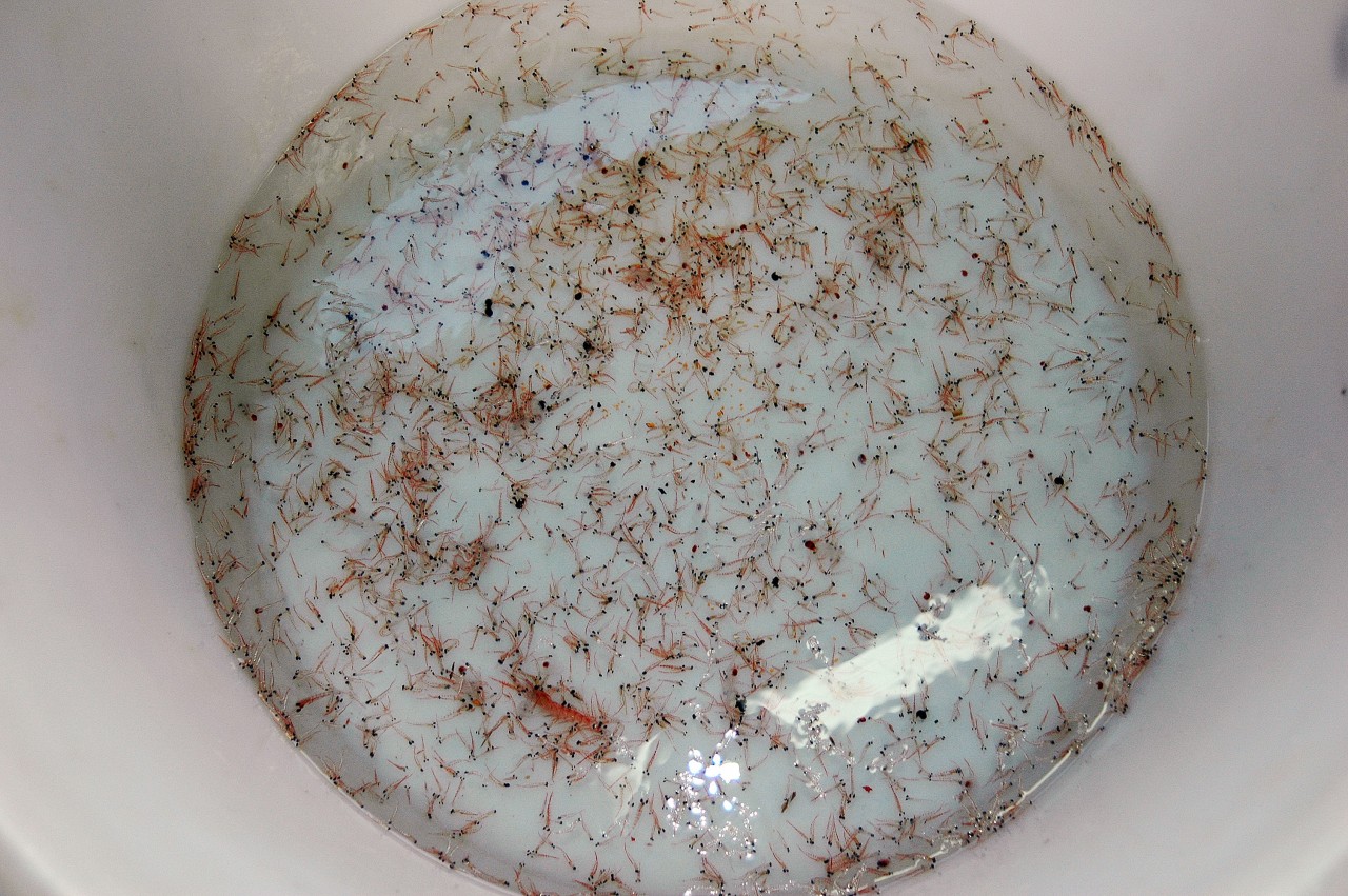 Un seau de krill, des petites crevettes d'eau froides - Peter Rejcek