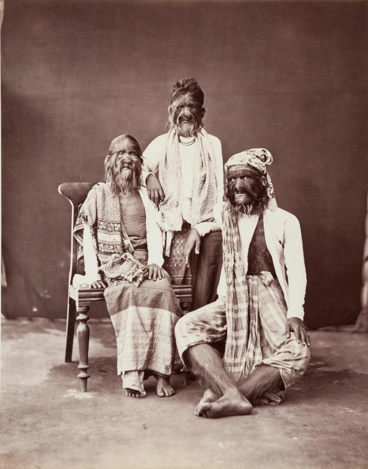 burma-famille-poil-hypertrichose