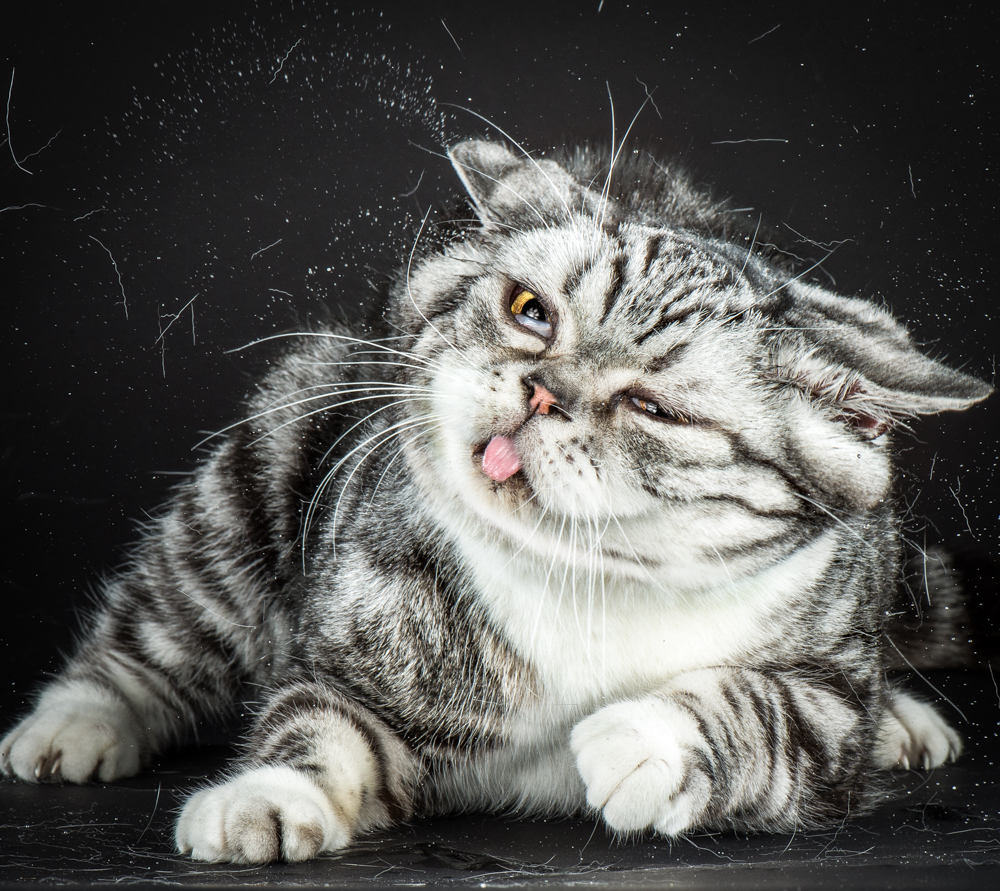 chat-secoue-02