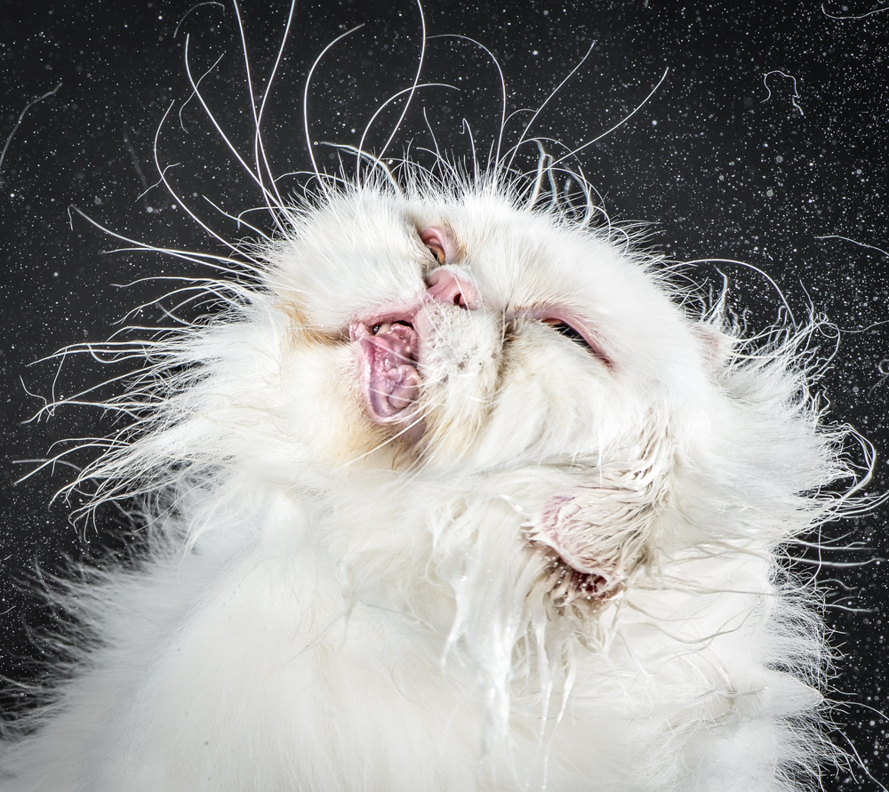 chat-secoue-03
