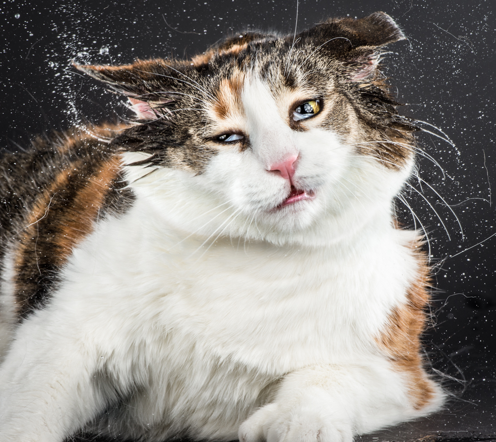chat-secoue-04