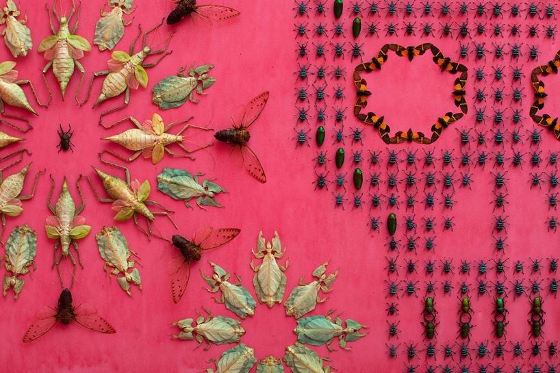 insecte-mur-installation-04