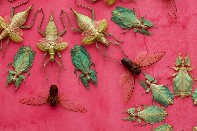 insecte-mur-installation-05