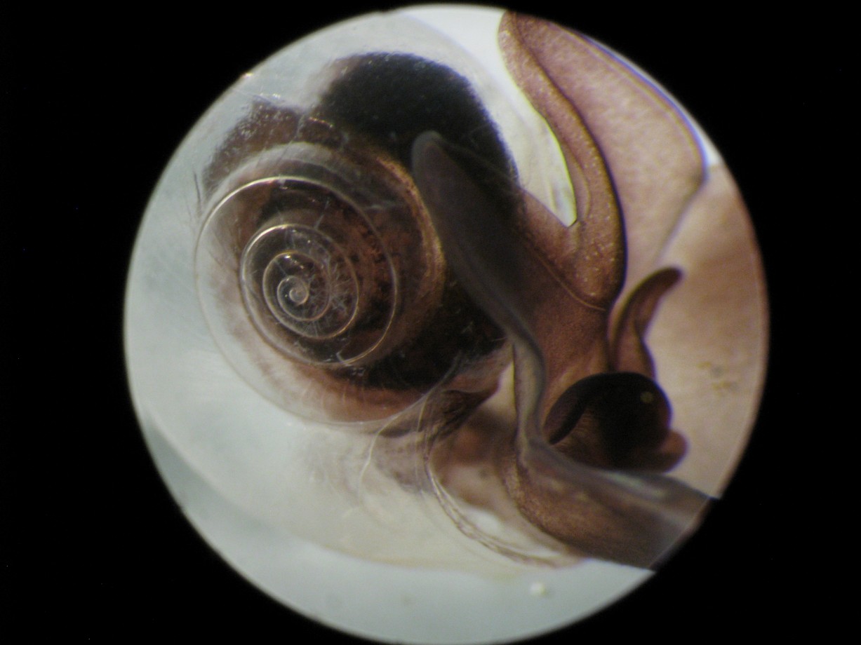 Un ptéropode vu au microscope, ils sont étudiés pour voir les effets de l'acidification des océans sur leur coquille