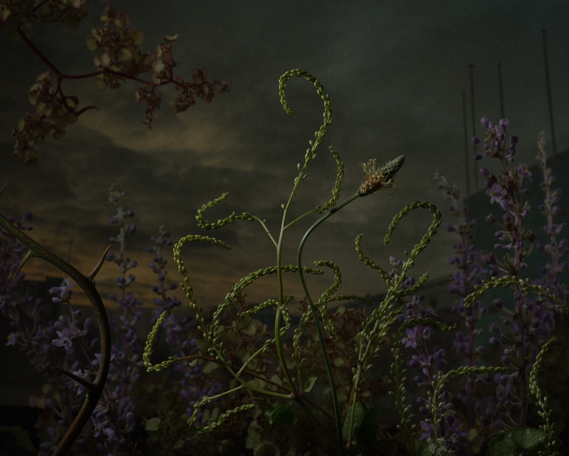 daniel-shipp-fleurs-02