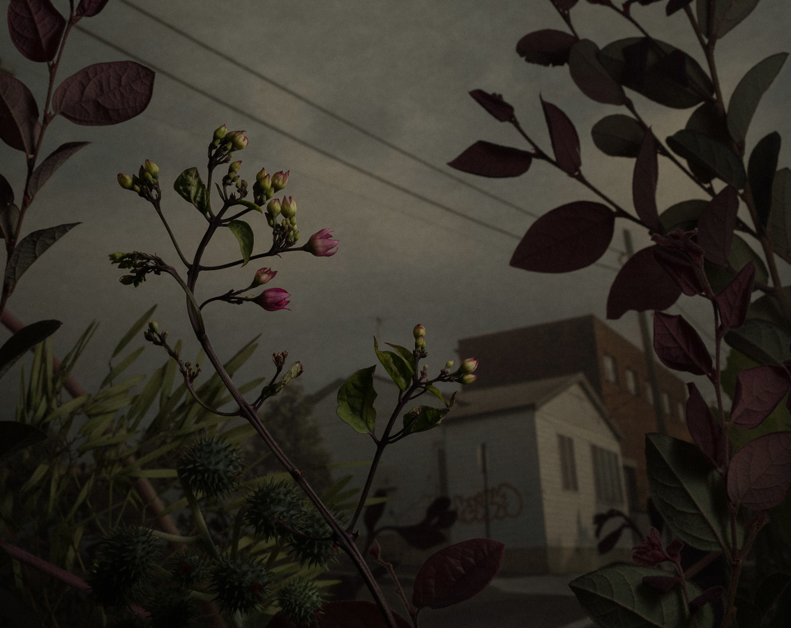 daniel-shipp-fleurs-03