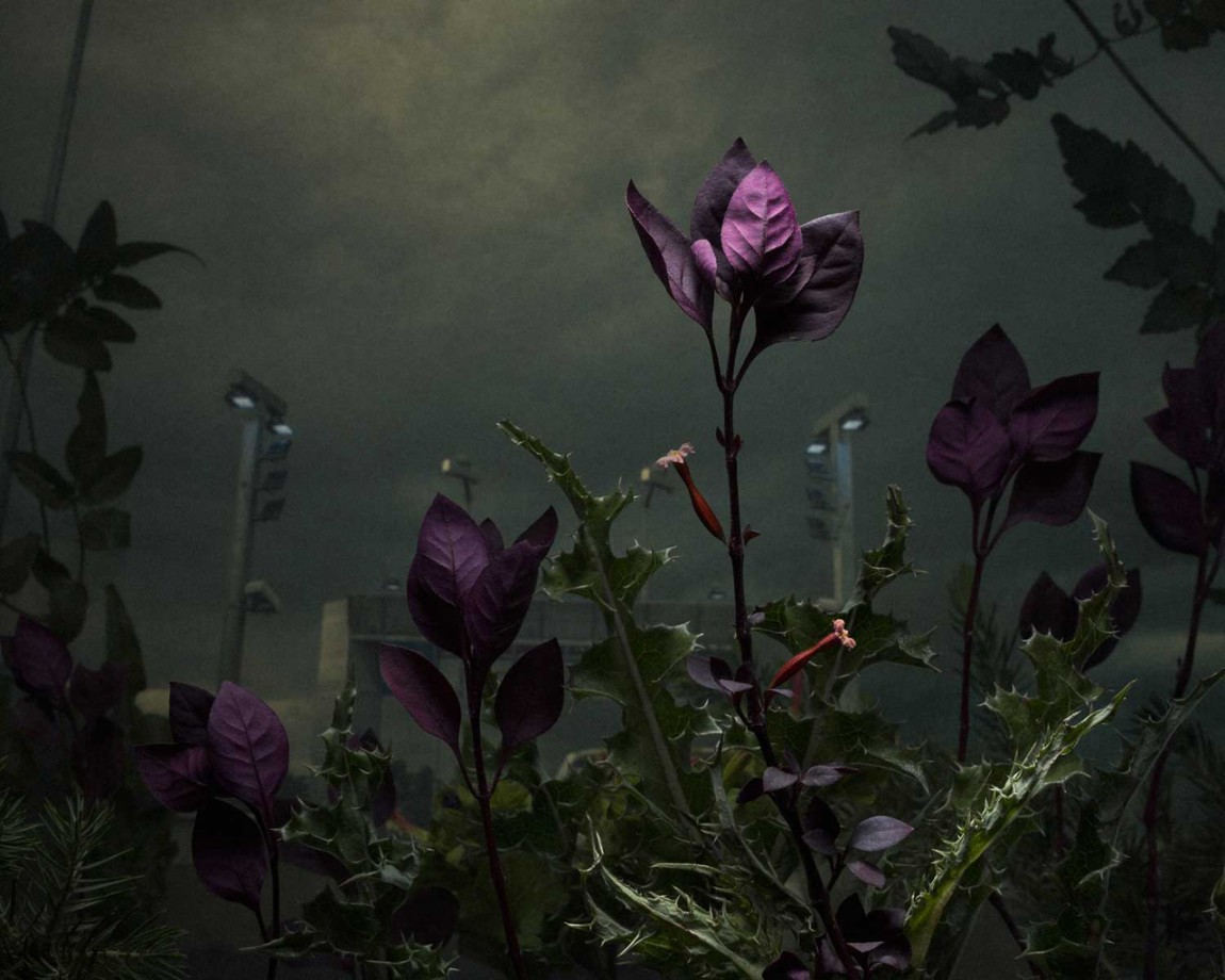daniel-shipp-fleurs-04